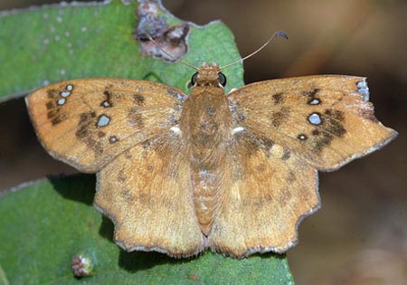 Spotted Golden Angle