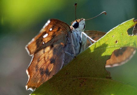 Spotted Golden Angle