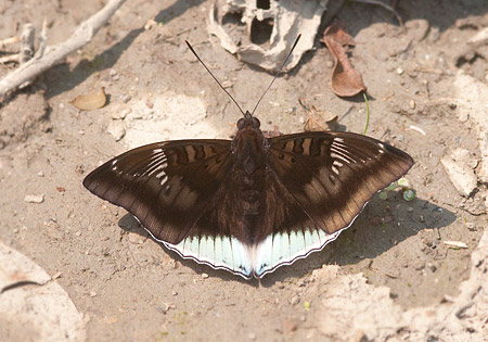 White-edged Blue Baron