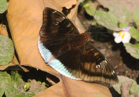 White-edged Blue Baron