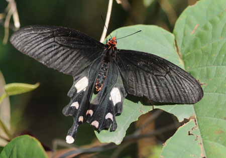 Common Batwing