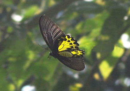 Common Birdwing