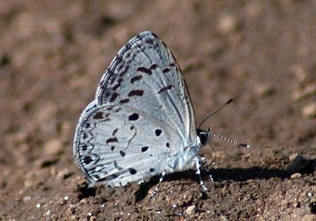 Common Hedge Blue