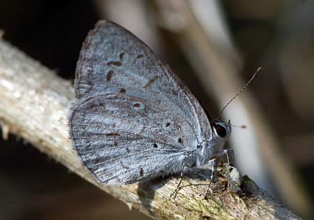 Common Hedge Blue