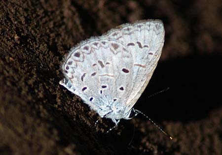 Common Hedge Blue