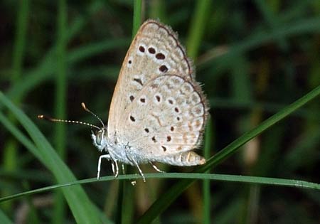 Tiny Grass Blue