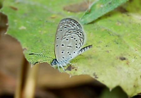 Tiny Grass Blue