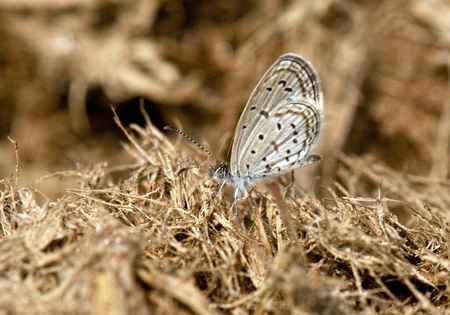 Tiny Grass Blue