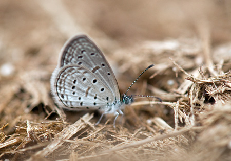 Tiny Grass Blue