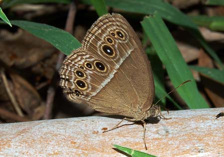 Dark Brand Bushbrown