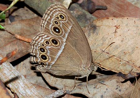 Dark Brand Bushbrown