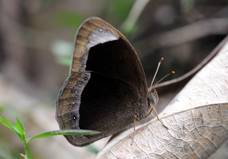 White-bar Bushbrown