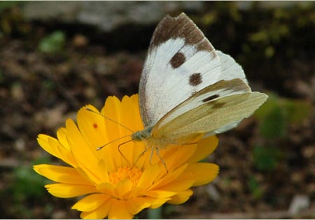 Indian Cabbage White