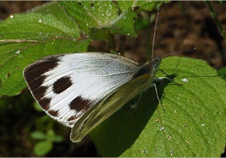Indian Cabbage White