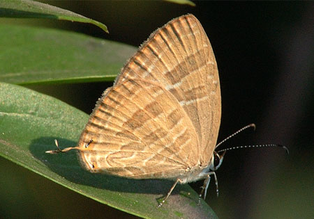 Common Cerulean