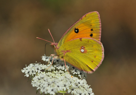 Dark Clouded Yellow