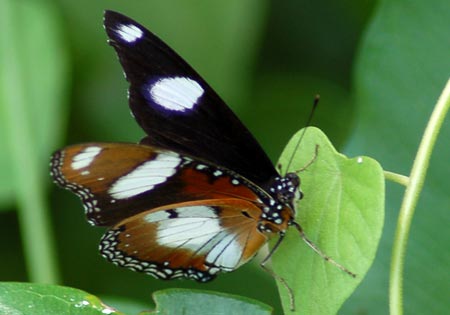 Danaid Eggfly