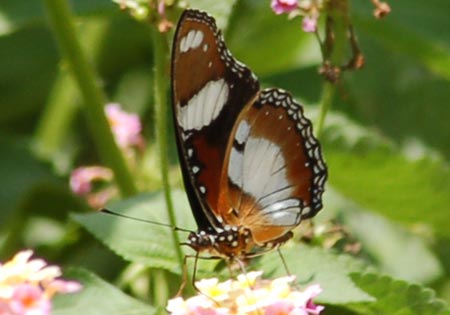 Danaid Eggfly