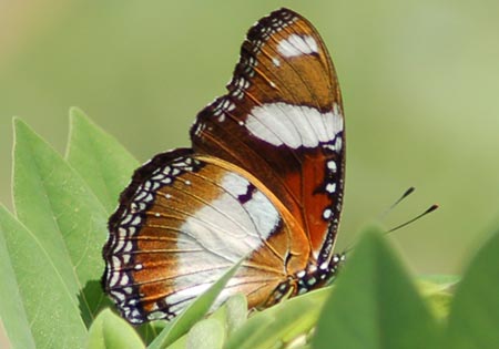 Danaid Eggfly