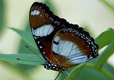 Danaid Eggfly