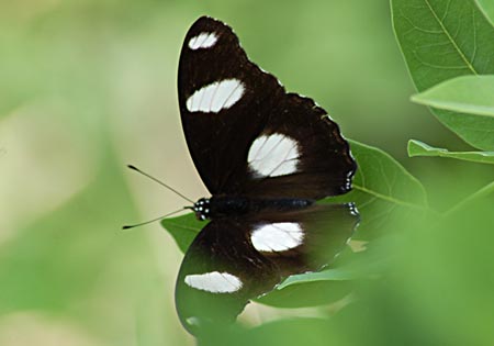 Danaid Eggfly