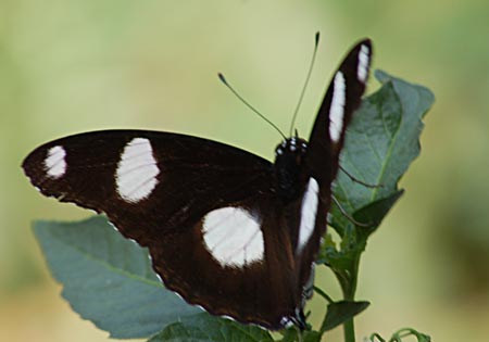 Danaid Eggfly
