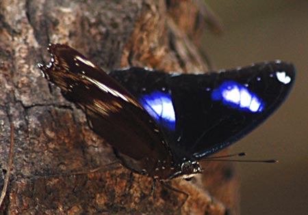 Great Eggfly
