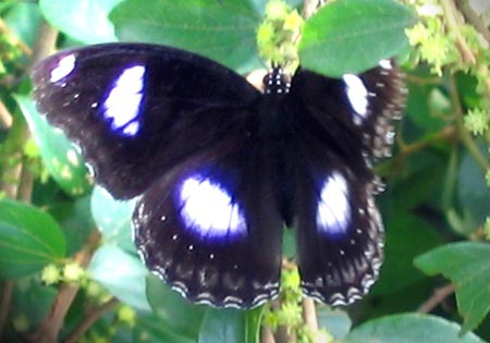 Great Eggfly