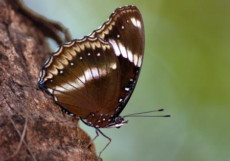 Great Eggfly