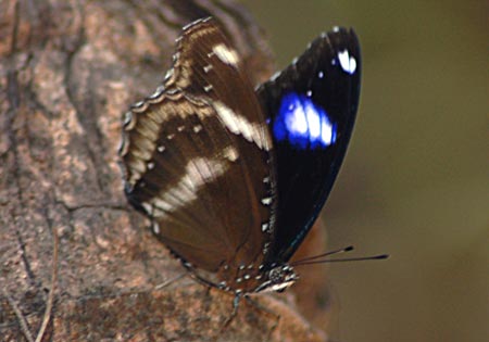 Great Eggfly