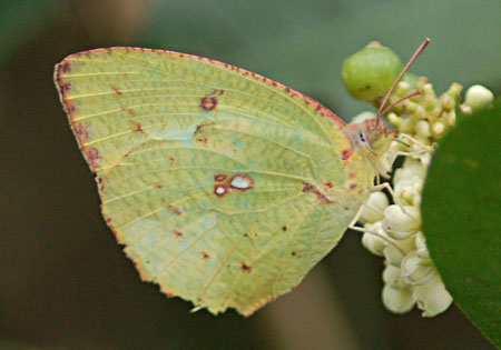Mottled Emigrant