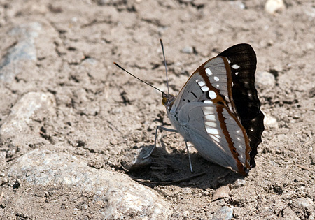 Indian Purple Emperor