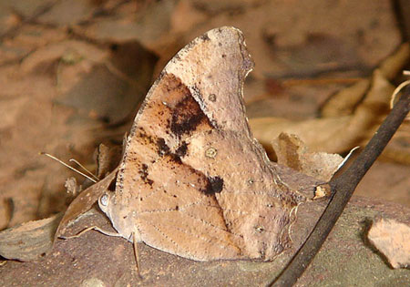 Common Eveningbrown