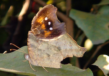 Common Eveningbrown