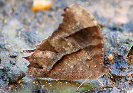 Common Eveningbrown