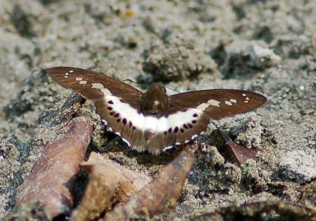 Himalayan White Flat