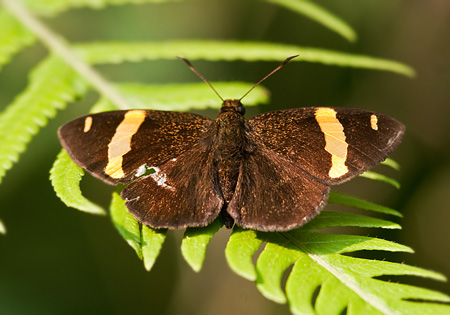 Dark Yellow-banded Flat