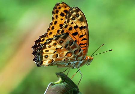 Indian Fritillary
