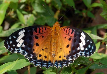 Indian Fritillary