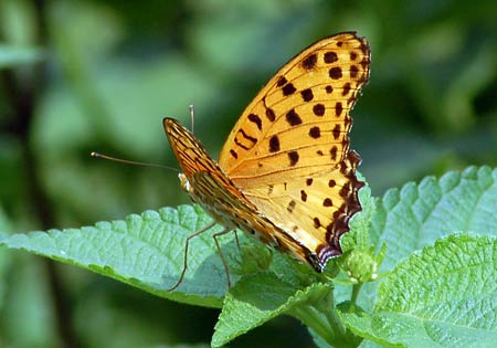 Indian Fritillary