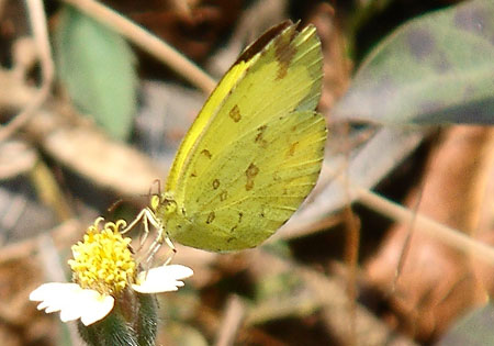Common Grass Yellow