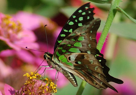 Tailed Jay