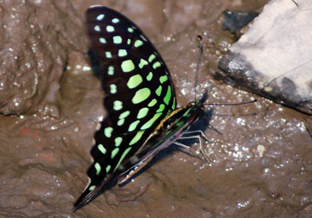 Tailed Jay