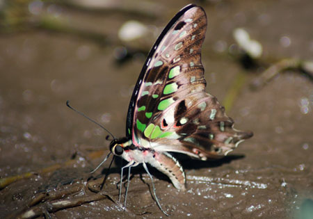 Tailed Jay
