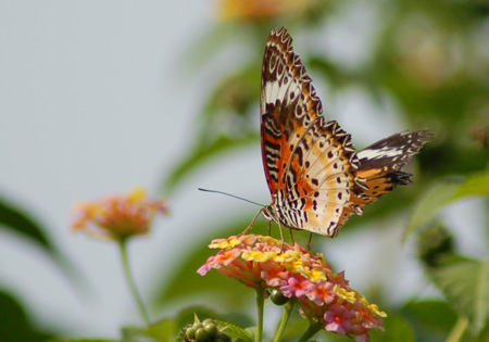 Leopard Lacewing