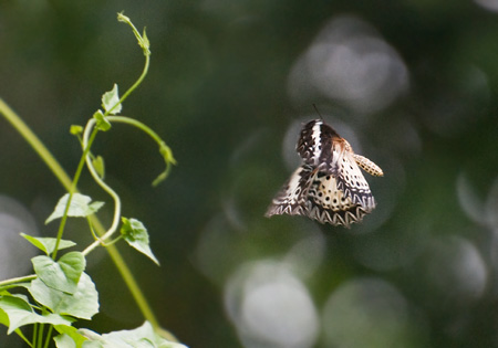 Leopard Lacewing