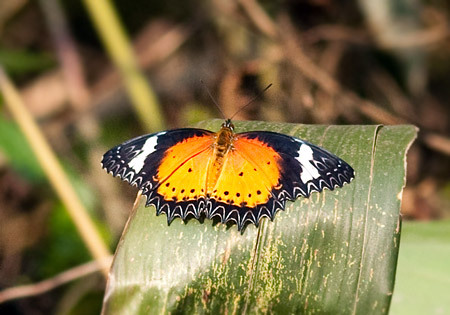 Leopard Lacewing