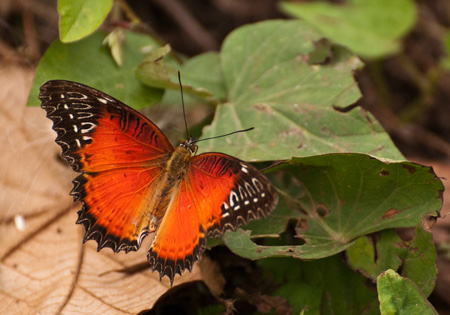Red Lacewing