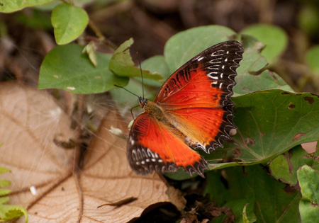 Red Lacewing