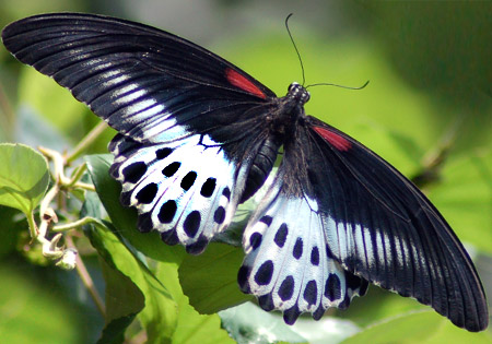 Blue Mormon